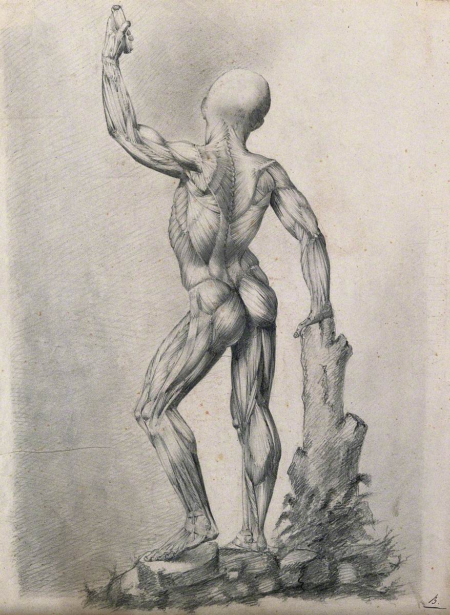 An Écorché Figure with Left Arm Raised, Leaning on a Tree Stump, Seen from the Back