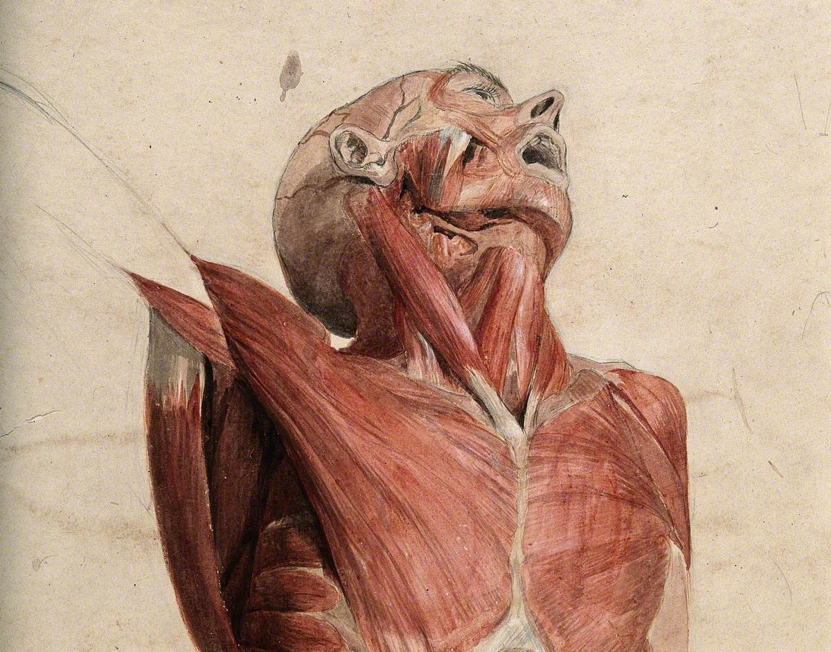 Head, Neck and Chest of Ecorché, Lying Supine, with Eyes and Mouth Open