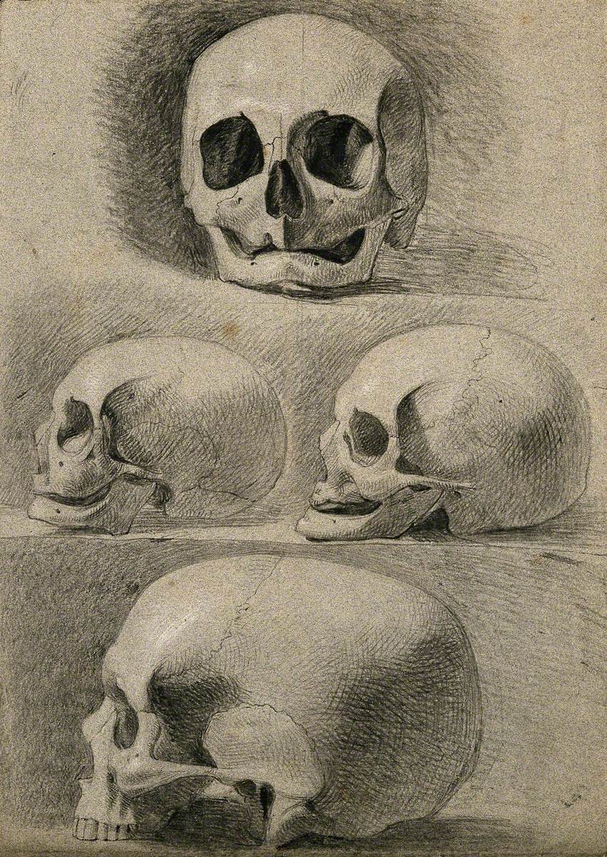 Skulls: Four Figures