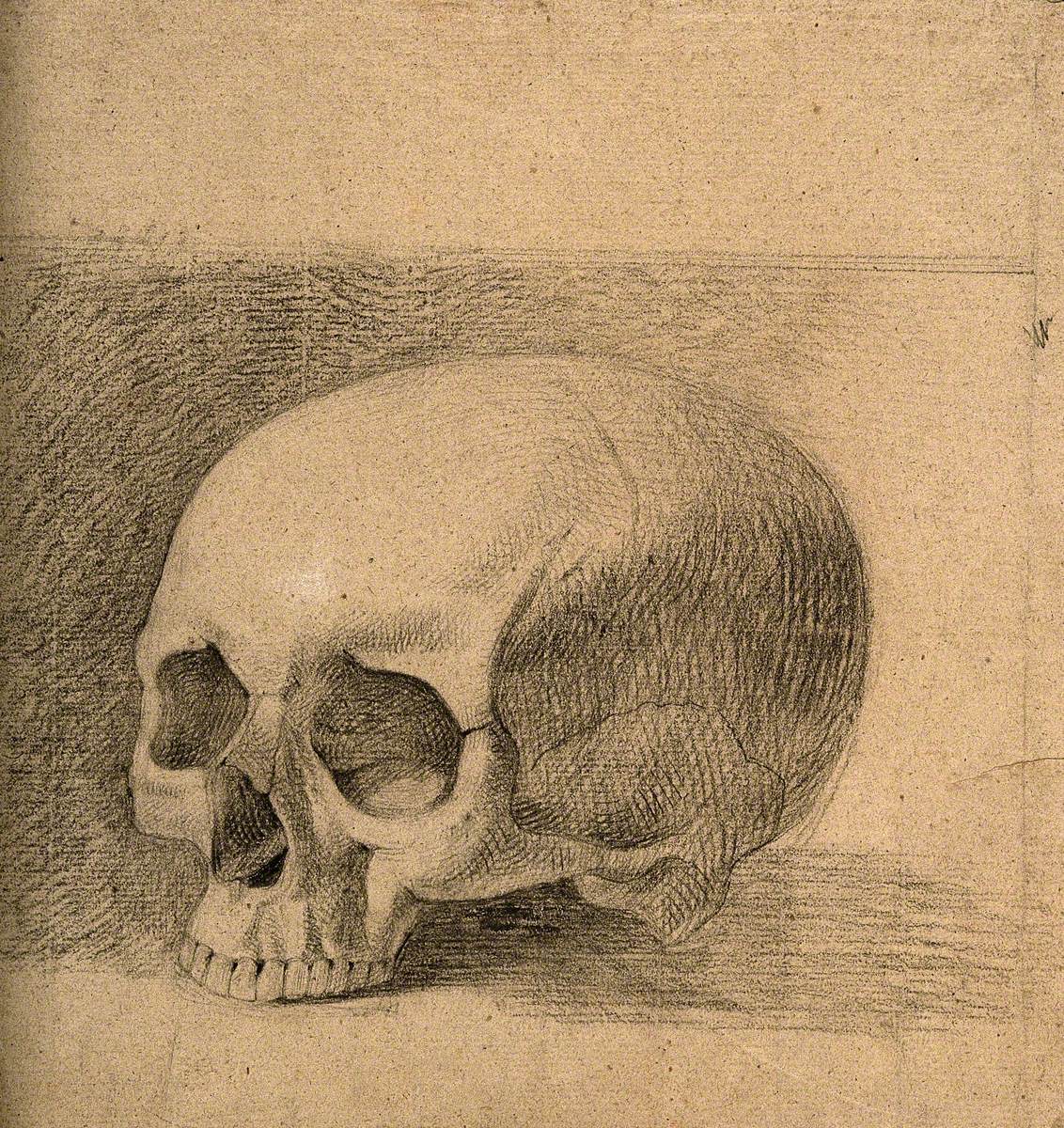 Skull