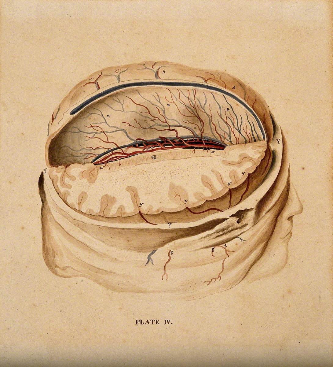 Brain: Dissection Showing a Section of the Right Hemisphere