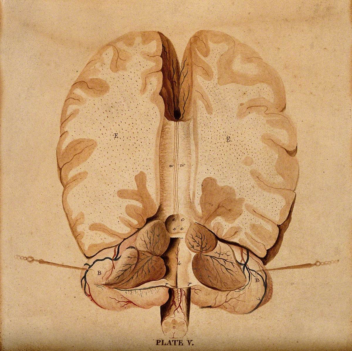 Brain: Horizontal Section