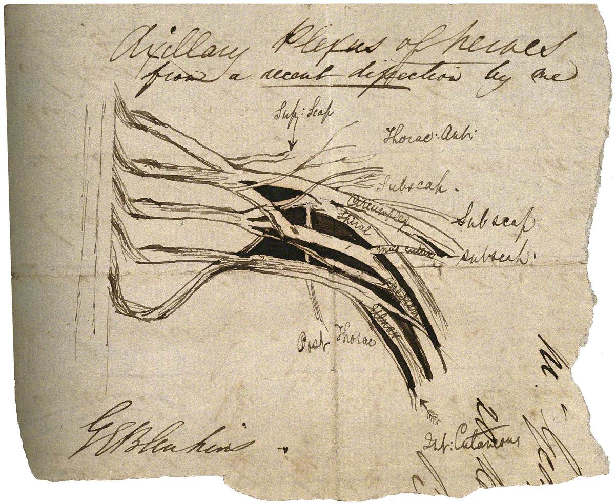 Axillary Plexus of Nerves