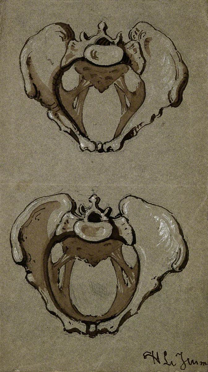 Human Pelvis: Two Figures