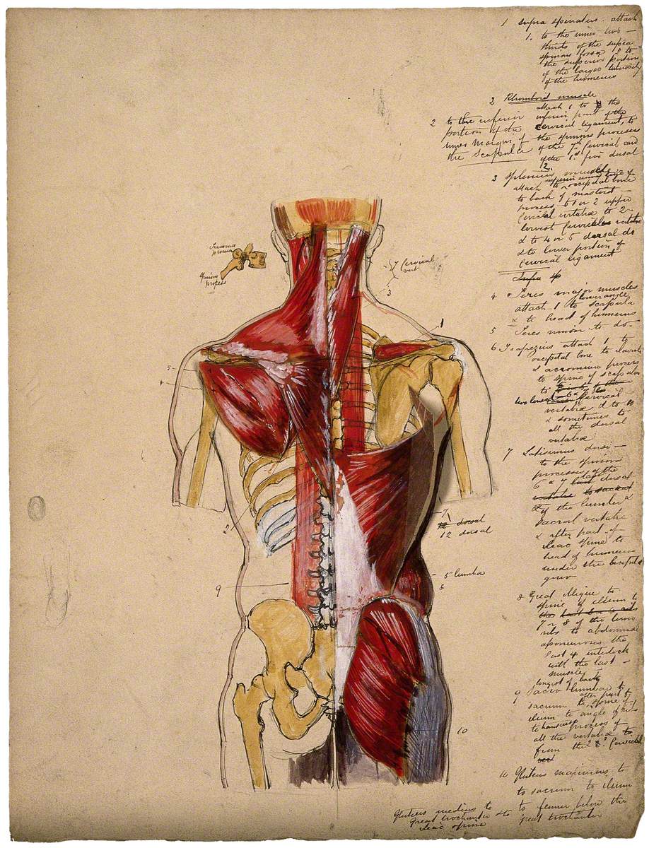 Dissection of the Trunk: Back View, Showing the Bones and Muscles, with a Detail of a Vertebra