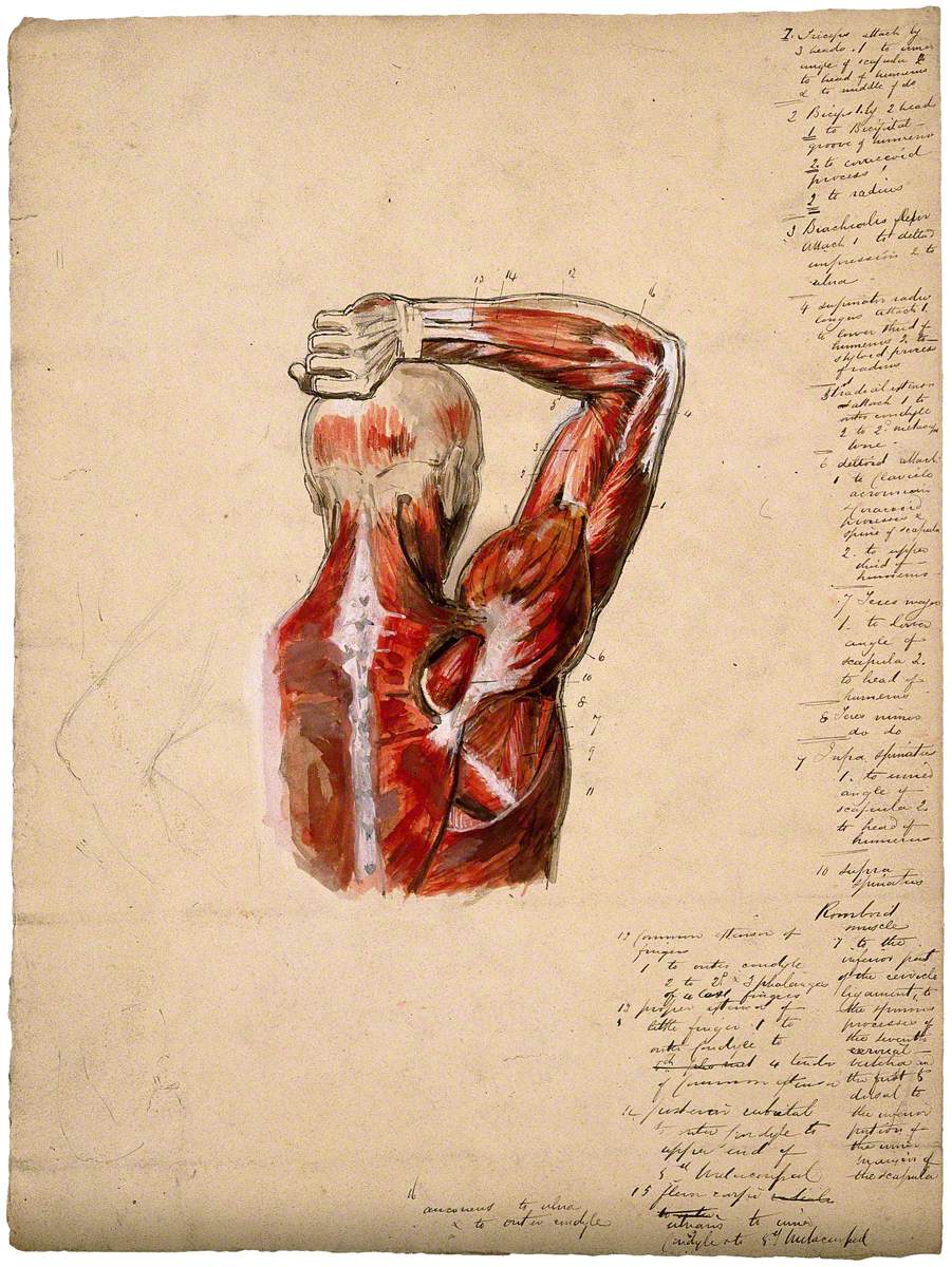 Muscles of the Arm, Shoulder and Chest, Back View: Male Écorché Figure Holding Right Arm over His Head, with Small Pencil Sketches of Joints