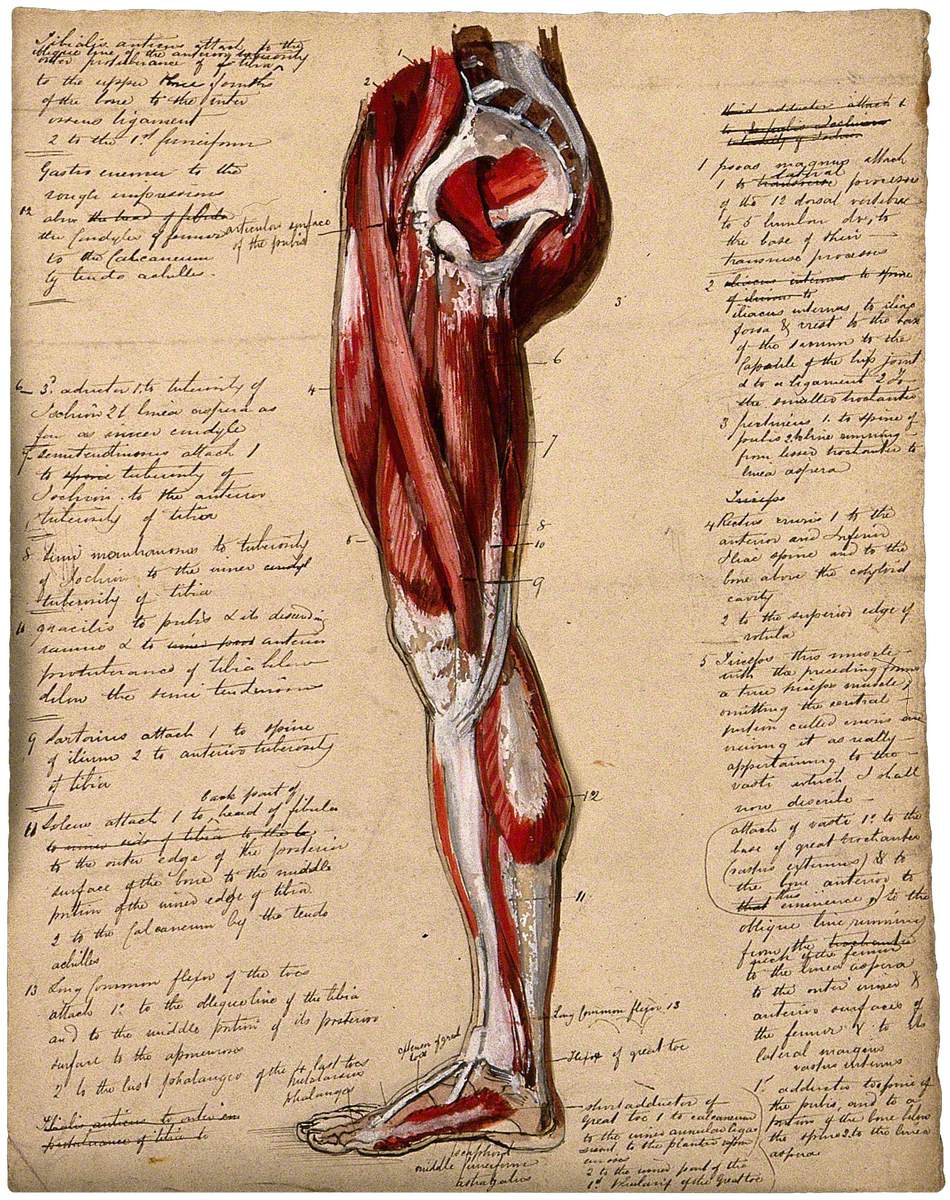 Muscles of the Leg and Foot: Side View