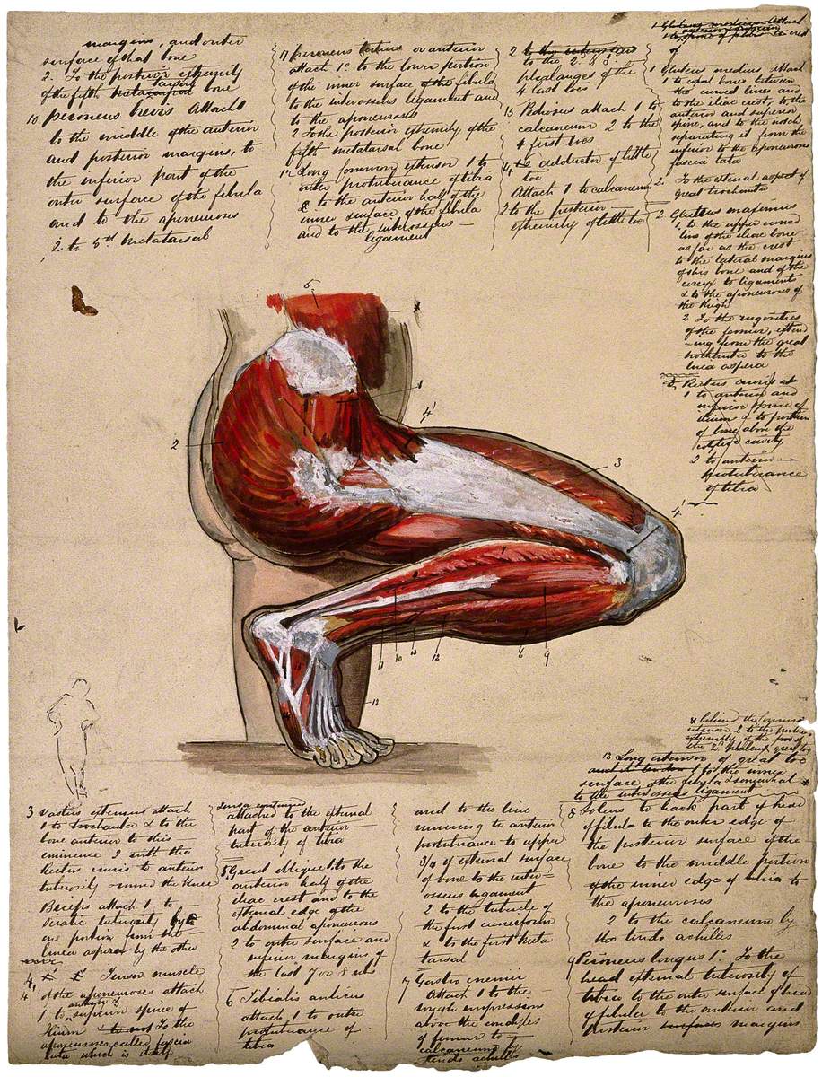 Muscles of the Leg and Foot: Lateral View, with Knee Bent and Foot Flexed
