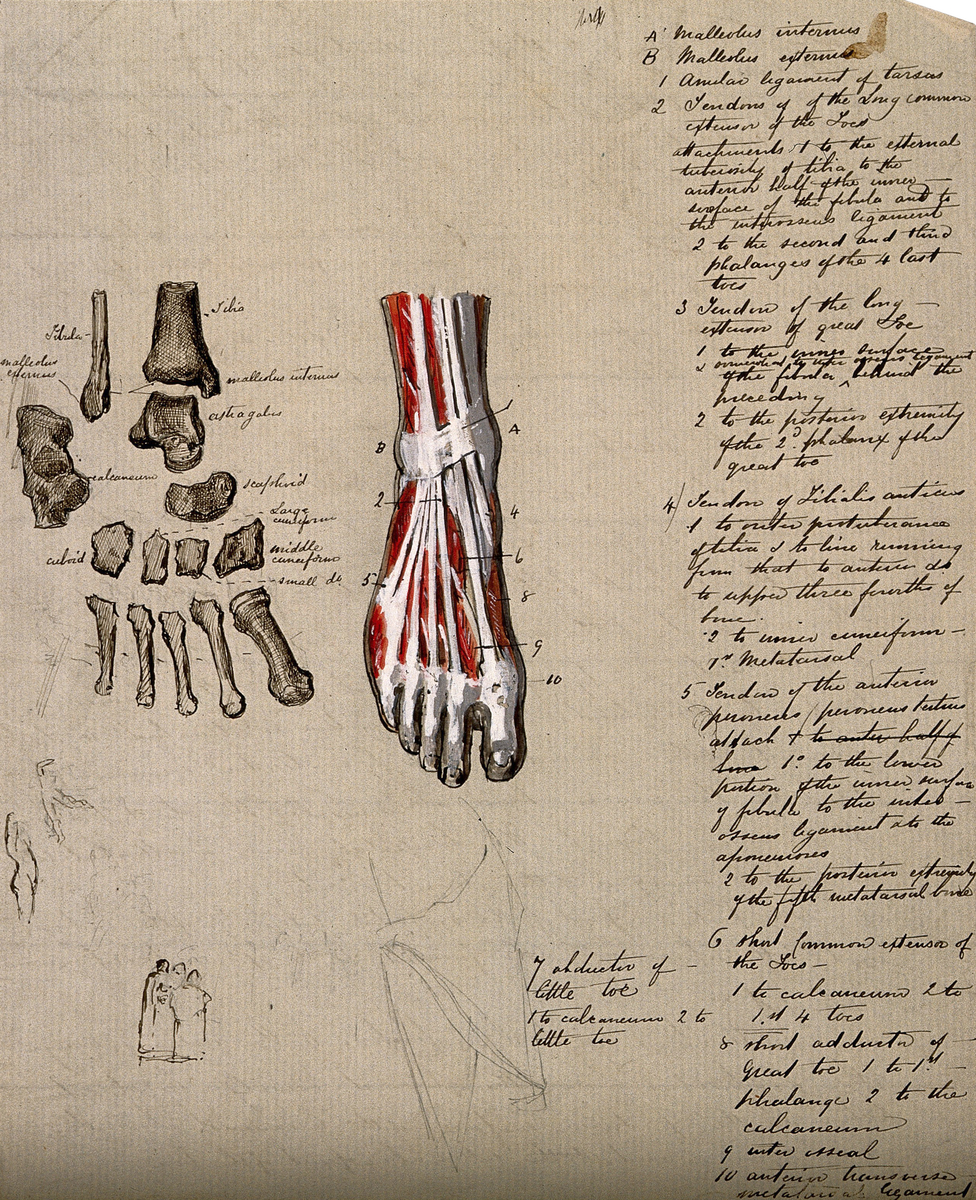 Bones and Muscles of the Foot: Two Figures, with Thumbnail Sketches of Figures in Action