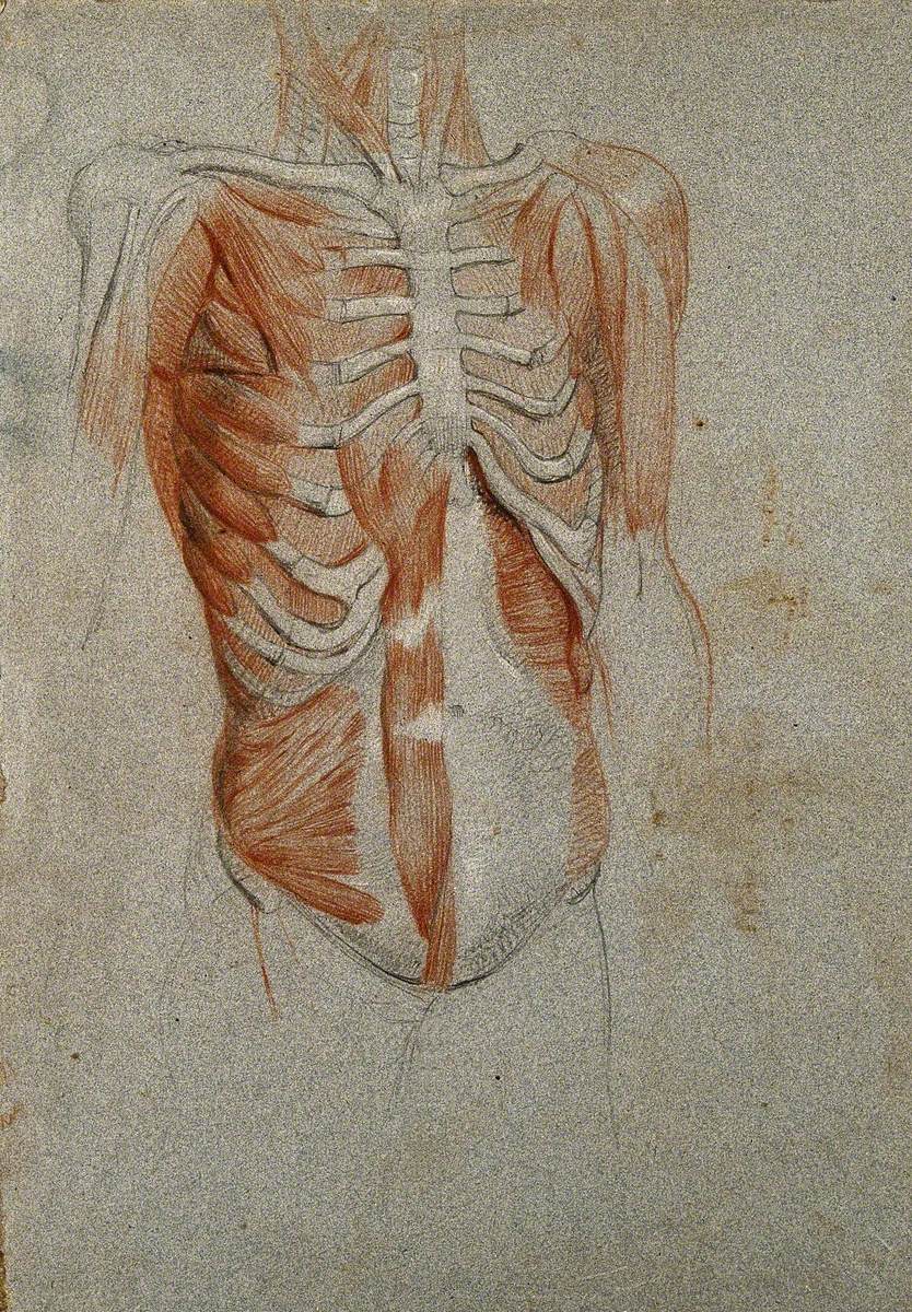 Écorché Figure, Showing the Bones and Muscles of the Thorax