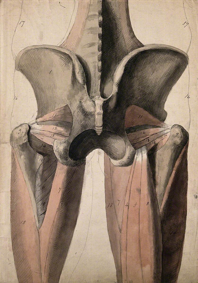 The Muscles and Bones of the Pelvis and Thighs