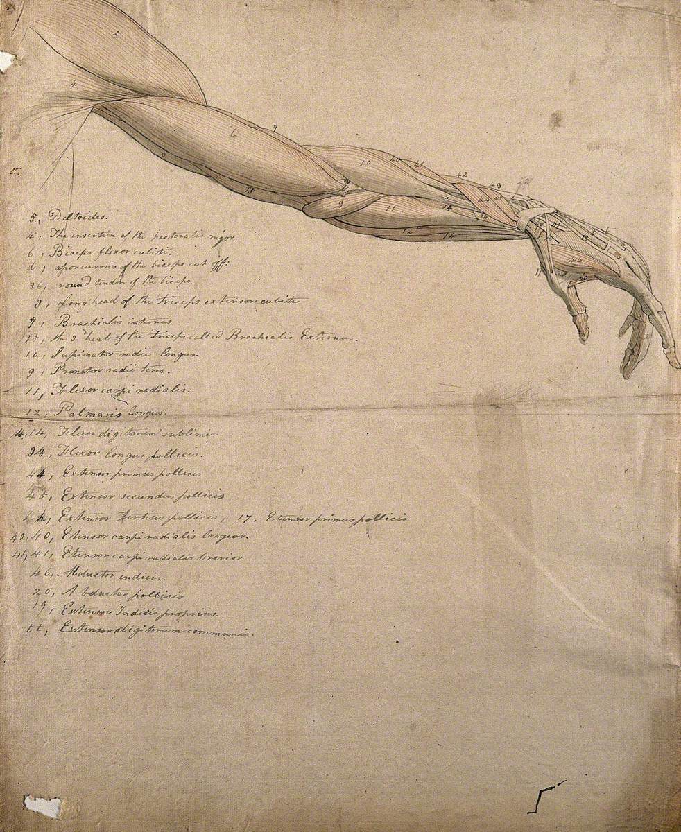 The Muscles of the Arm and Hand