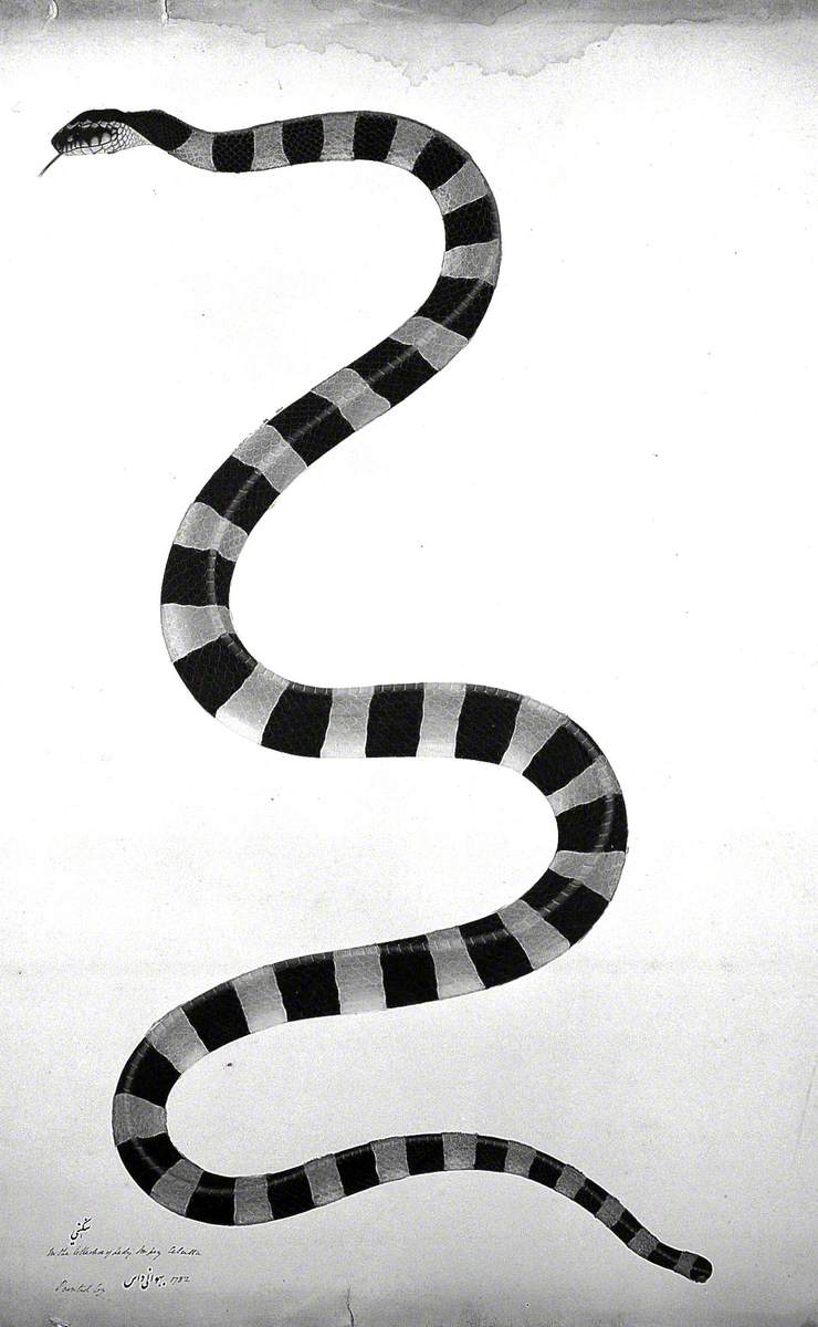 Snake, Boldly Cross-Banded