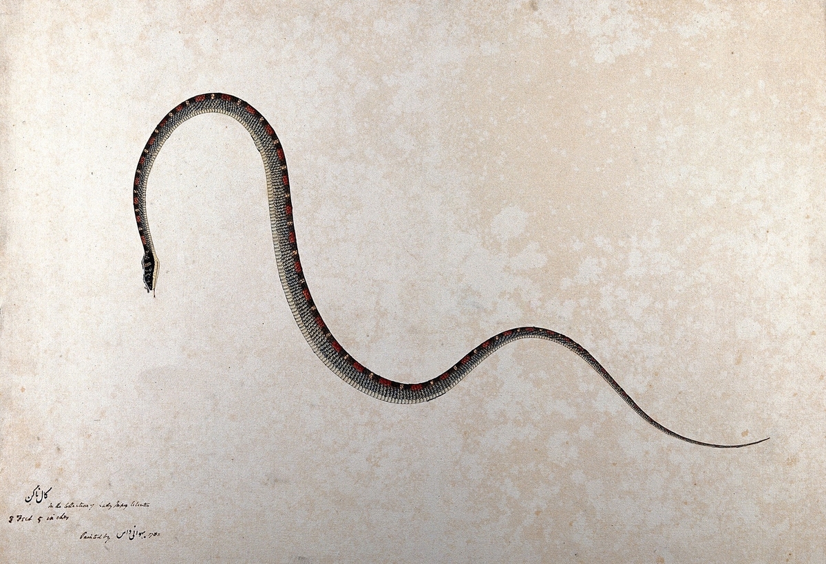 Snake, Slender with Red and Yellow Markings down Back