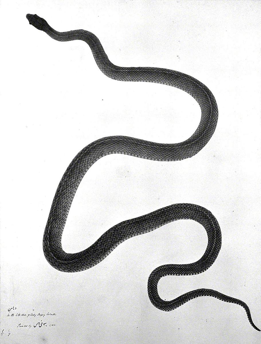 Snake, Grey-Green in Colour