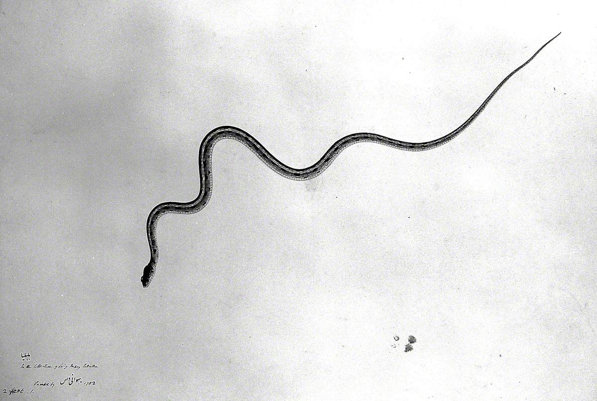 Snake, Slender with Stripe on Back and Black Markings on Grey