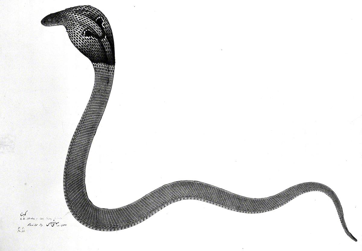 Indian Cobra, with 'Spectacle' Marking on Hood