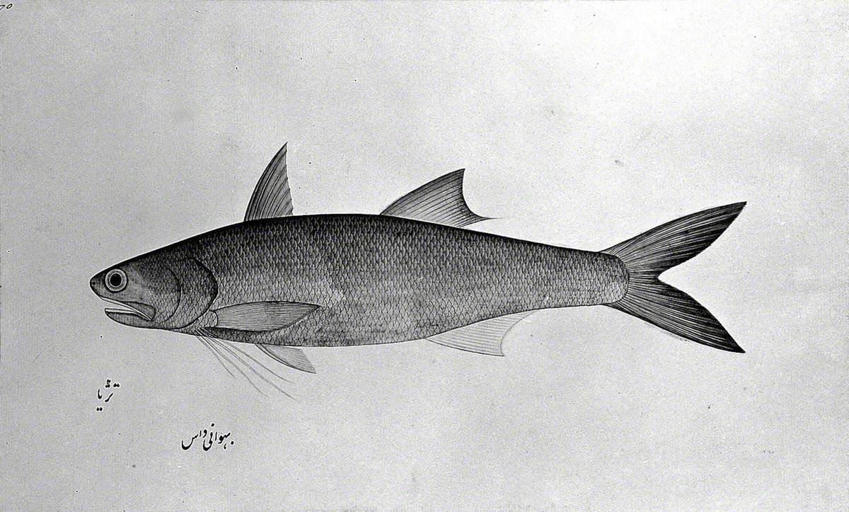 Fish
