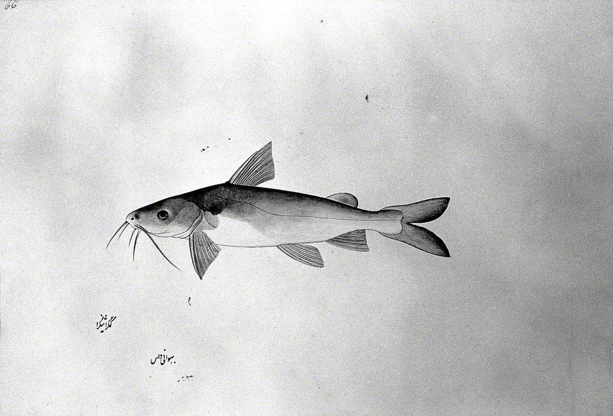 Fish