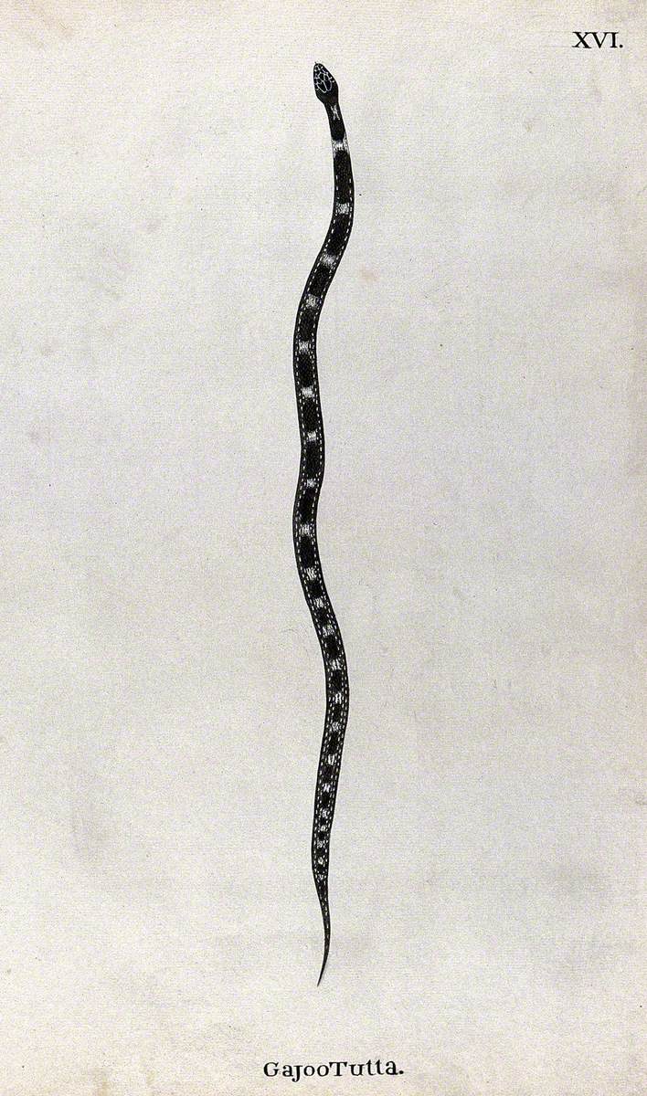 A Snake, Slender and Dark Brown in Colour, with Pale Patches between Two White Dotted Lines, Which Run along the Length of the Back