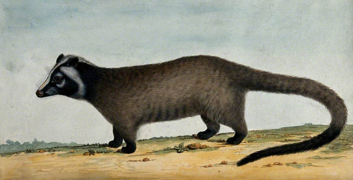 An Opossum