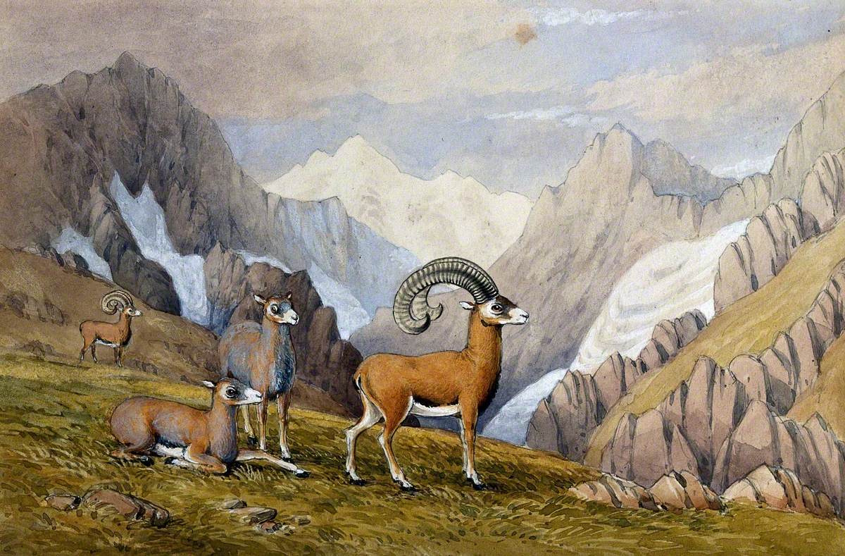 Four Chamois (?) in the Mountains