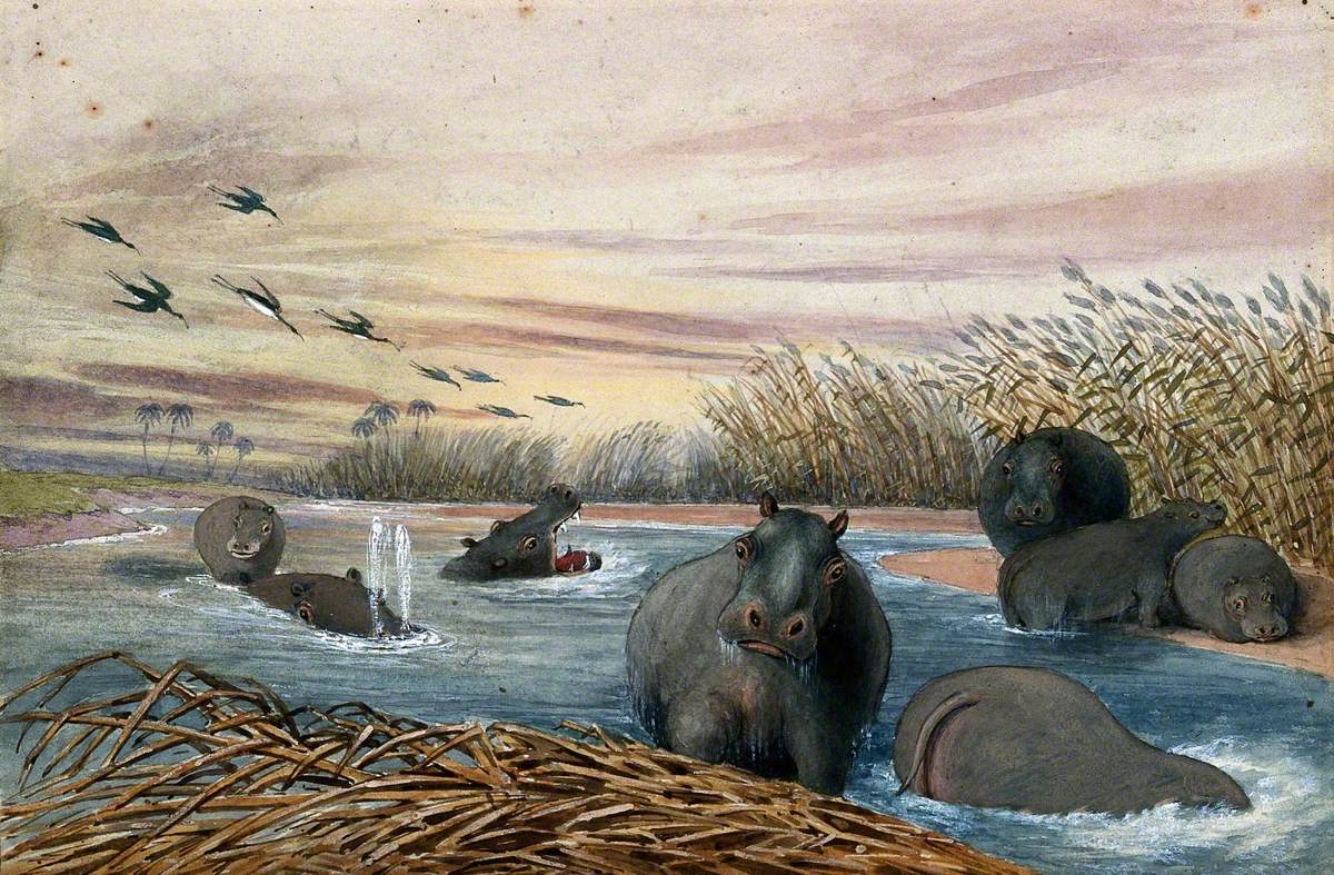 Eight Hippopotami in a River