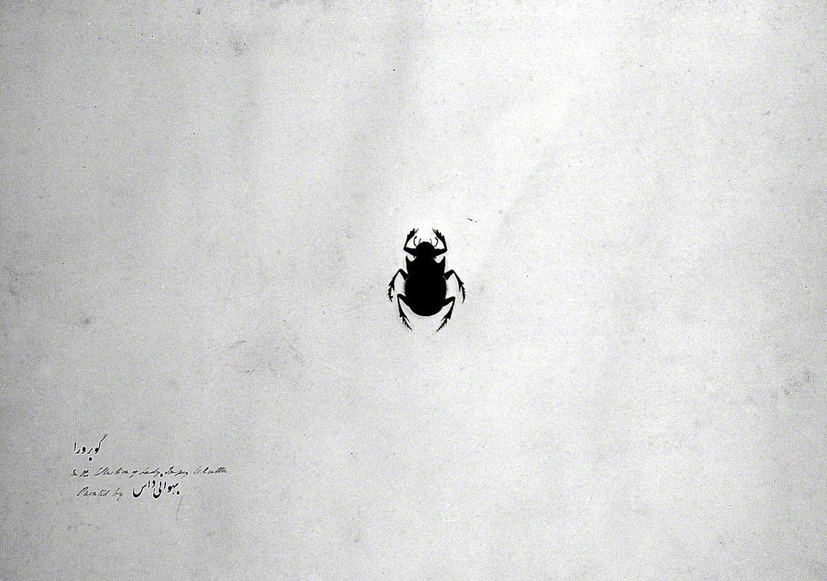 Beetle