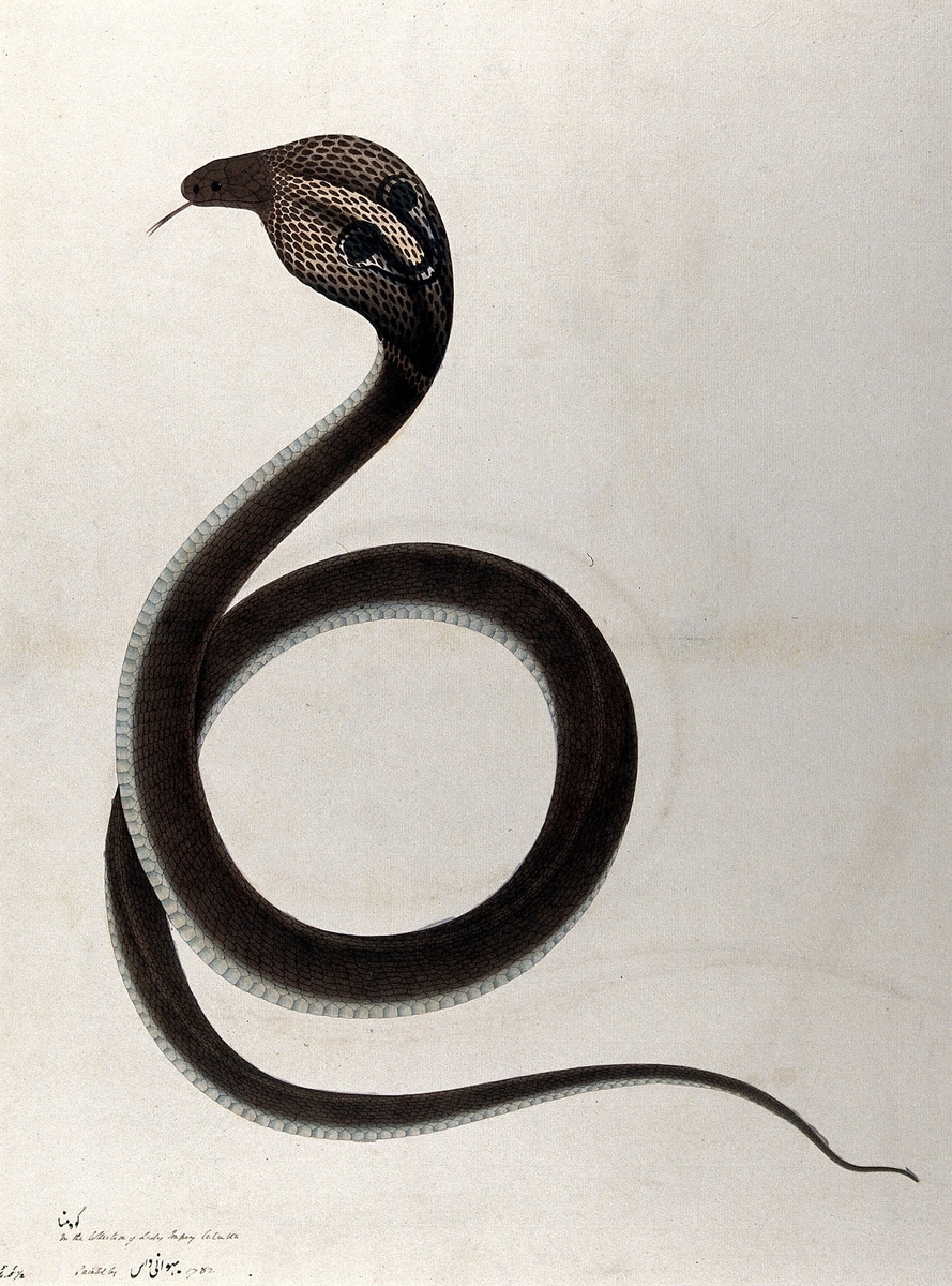 Indian Cobra, with 'Spectacle' Marking on Hood