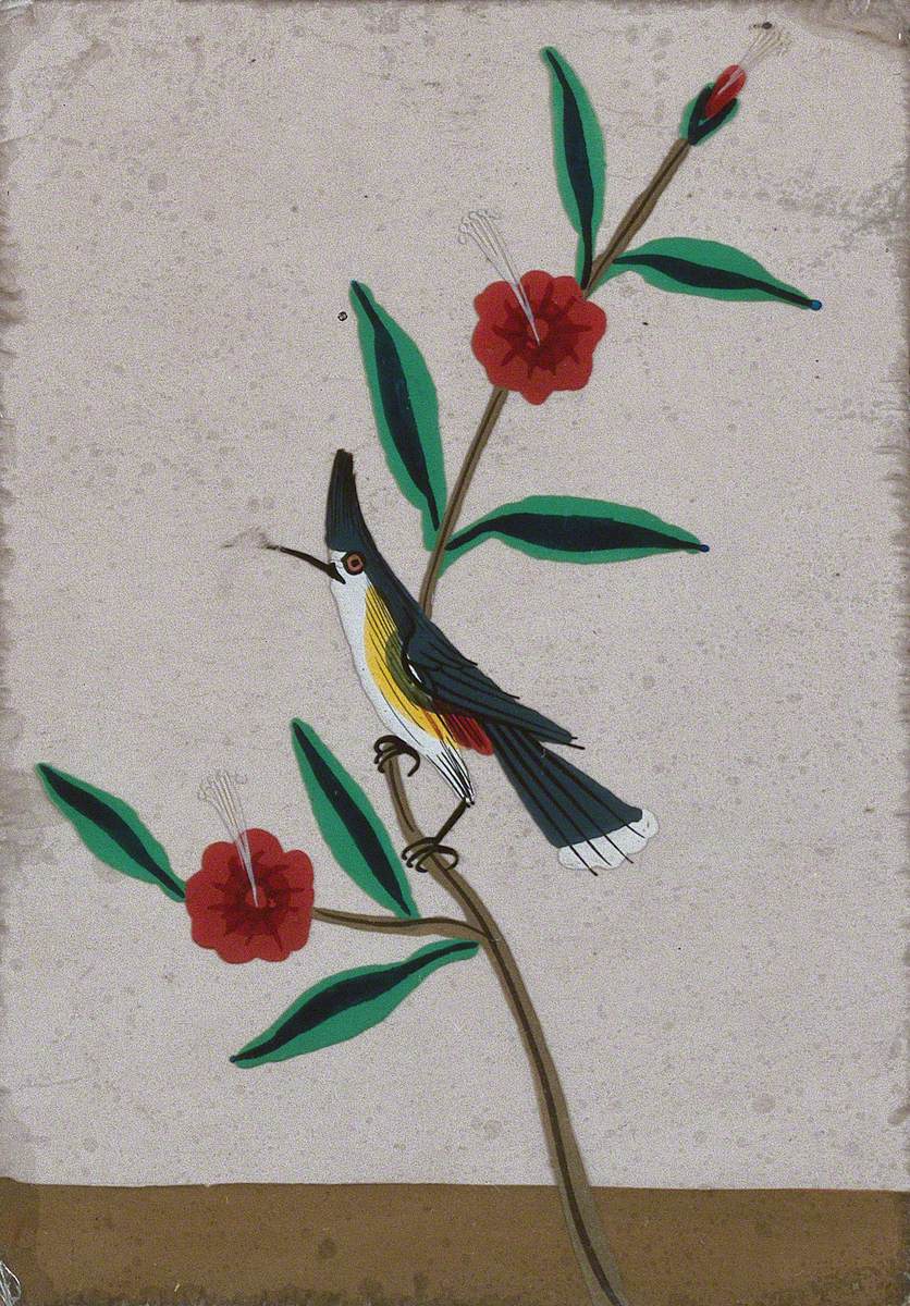 A White, Yellow and Grey Bird Perched on a Flower Stem