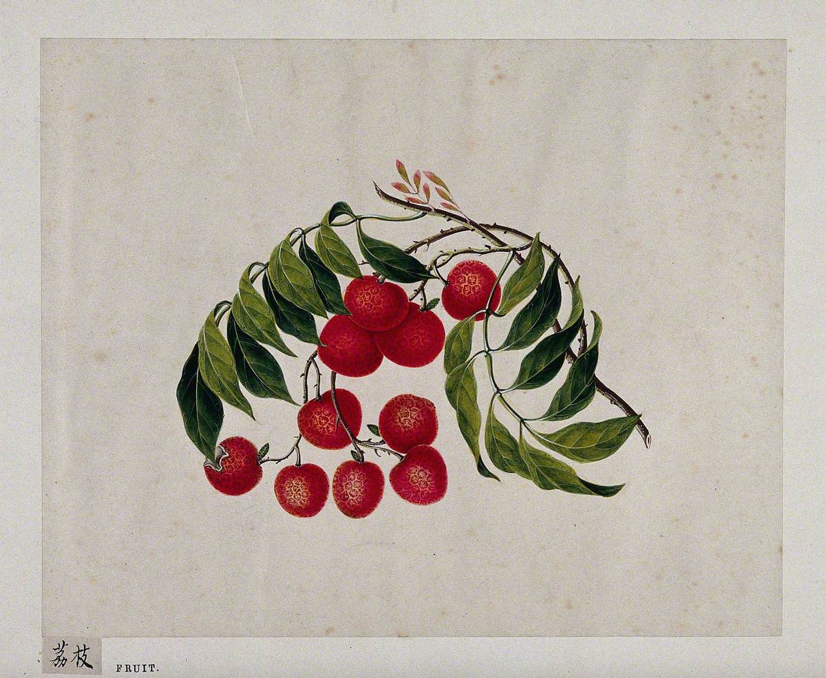 Bright, Cherry-Red Berries with Green Leaves
