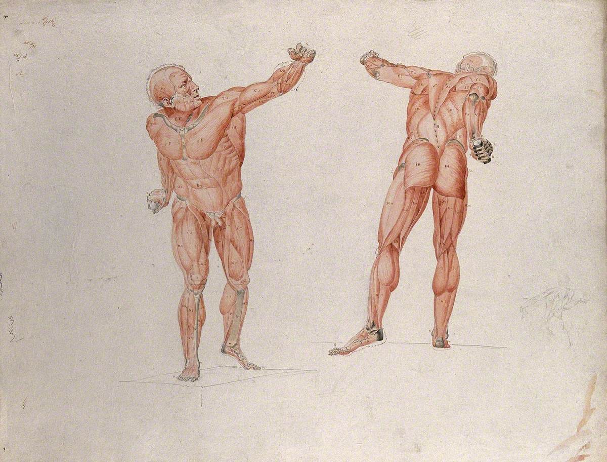 Skeletal and Myologic Structure of the 'Borghese Gladiator' Statue: Two Figures Presented as Écorchés, with a Small Pencil Sketch of a Nude Also Included