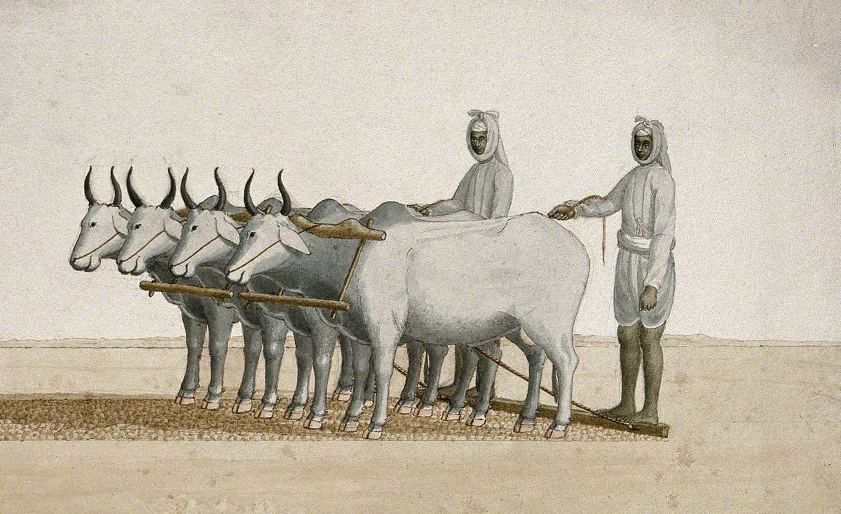 Two Farmers Using Oxen to Plough the Land