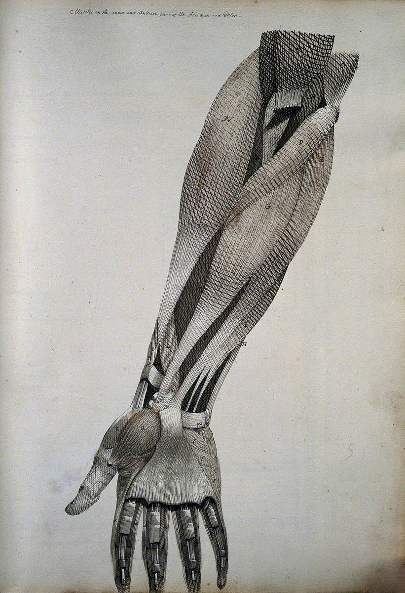 Muscles of the Forearm and Hand