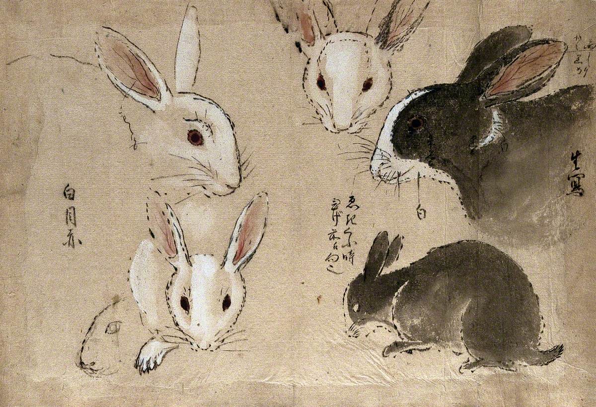 Rabbits