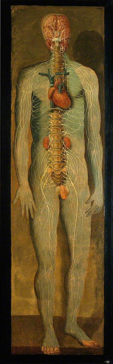 A Standing Figure Showing the Vertebral Column, Nerves, Kidneys, Heart and Brain