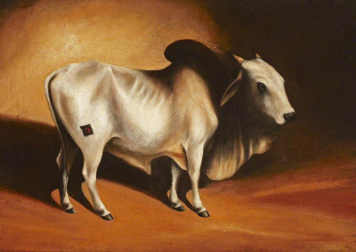 A Brahminy Bull