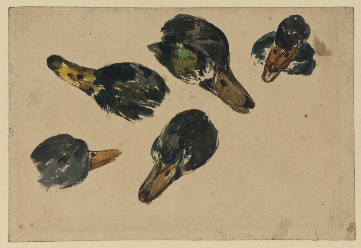 Five Heads of Ducks