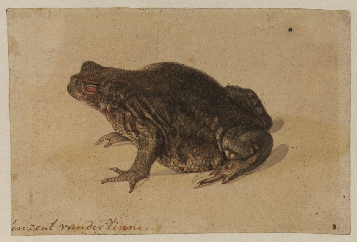 Toad