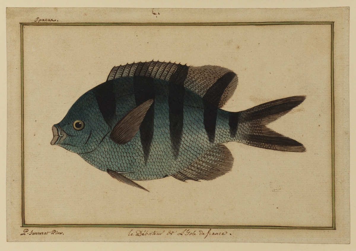 Scissortail Sargeant from Mauritius