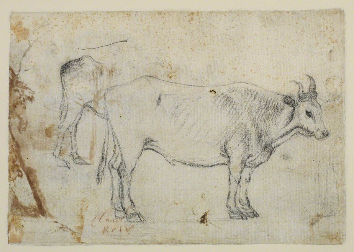 Study of an Ox