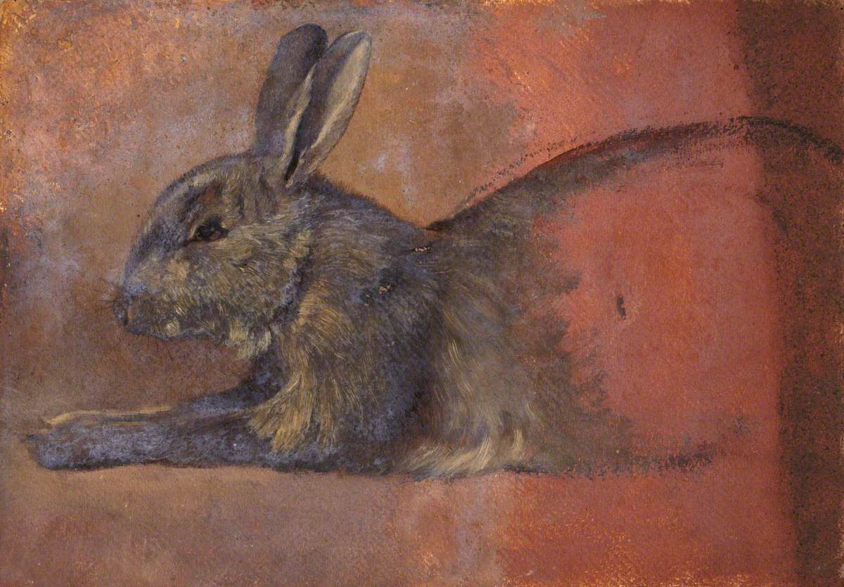 Study of a Rabbit