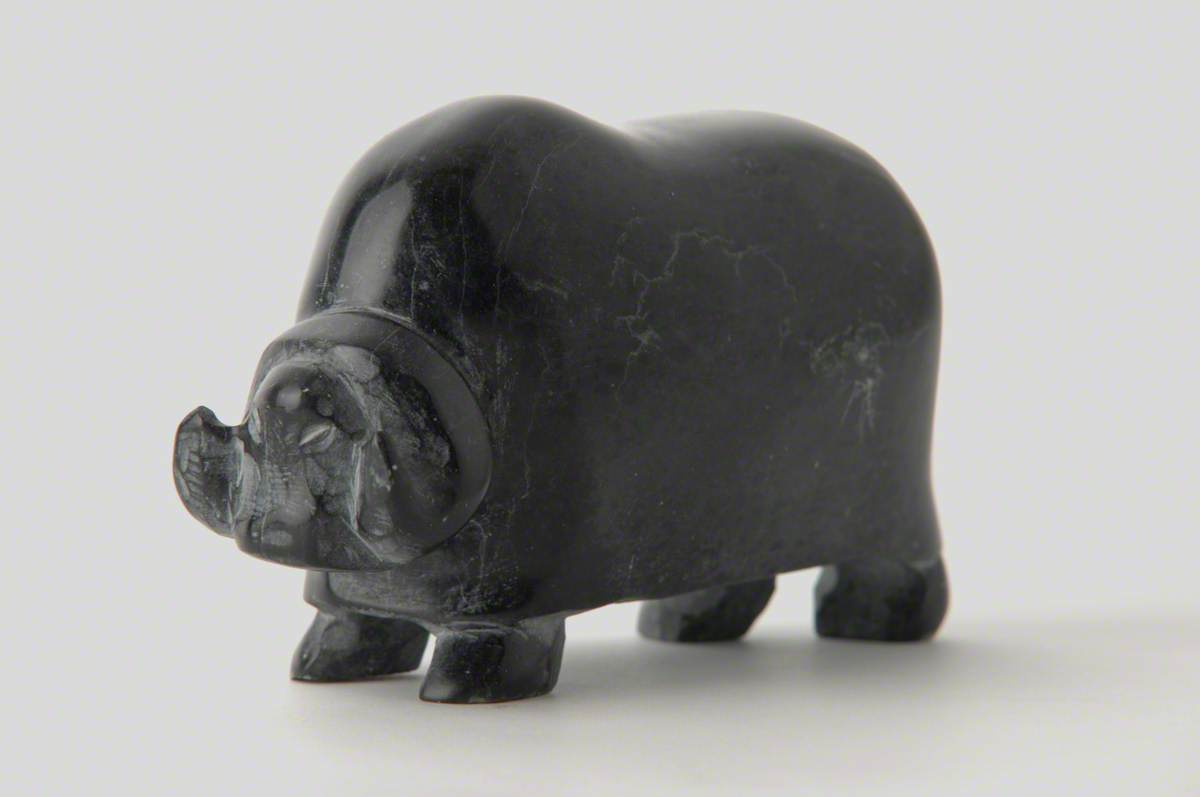 Muskox*