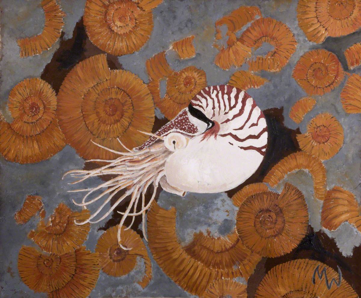 Nautilus