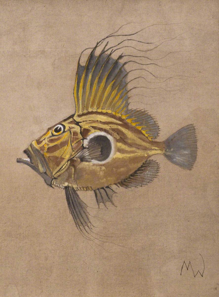 John Dory