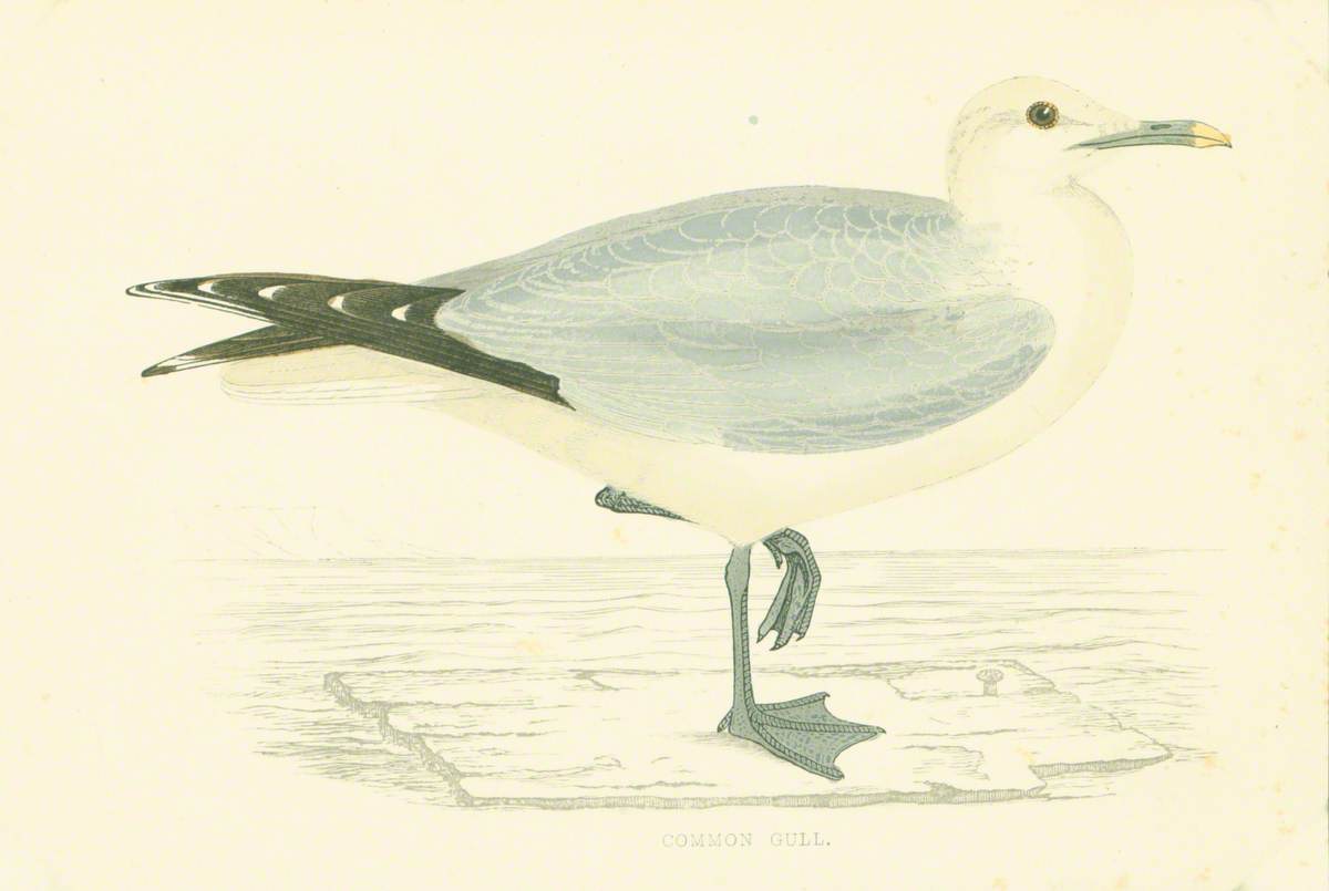 Common Gull