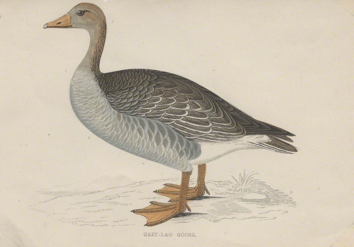 Greylag Goose