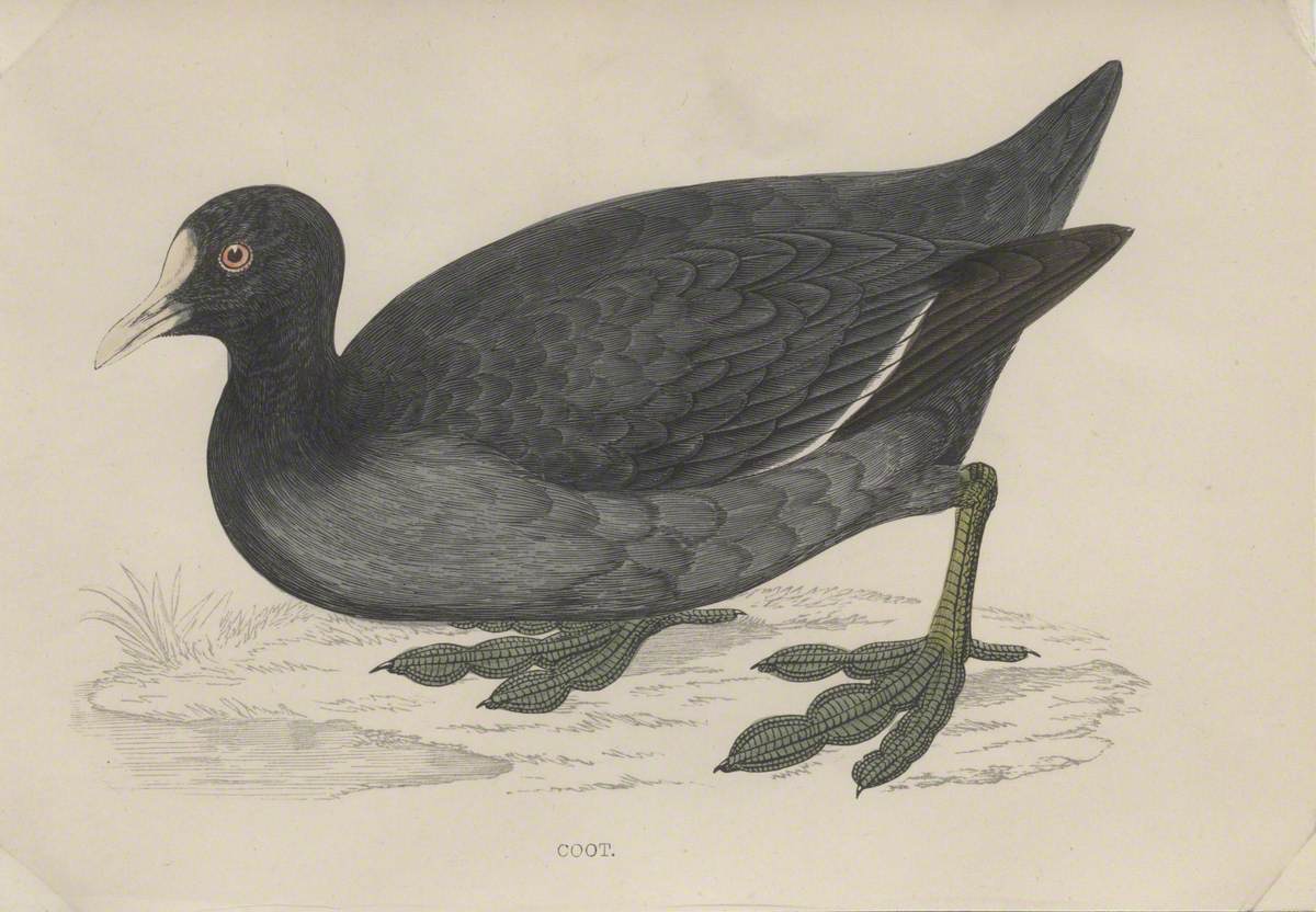 Coot