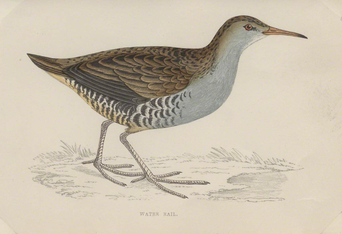 Water Rail