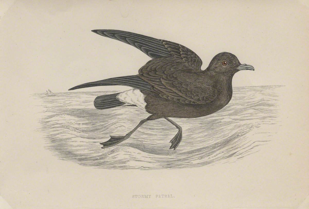 Stormy Petrel